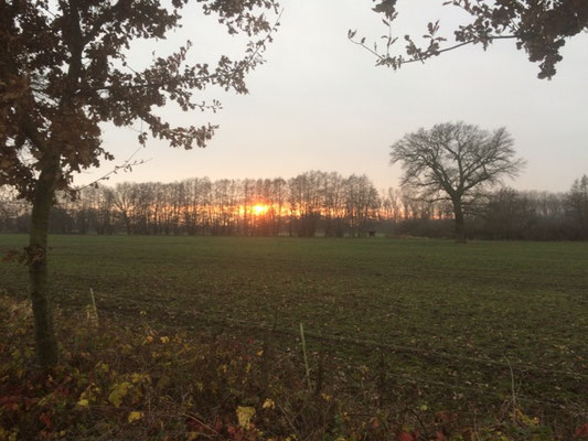 wintergrüner Acker, am Horizont Sonnenaufgang hinter einer kahlen Baumreihe, blassblauer Himmel