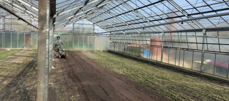 Großes Gärtnerei-Gewächshaus von innen, auf dem Boden halb blanke Erde, halb grüne Mini-Pflänzchen; im Hintergrund ein Mann mit Ohrenschützern, der einen Einachser über den Boden schiebt, die diesen offenbar glättet