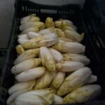 Viele Chicoree in einer schwarzen Kiste