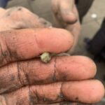 eine Handinnenfläche in Nahaufnahme, erdig und die Fingern halten einen Keimling; im Hintergrund ein zweites Paar erdige Hände