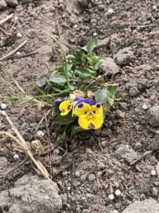 Zweiblütriges gelb-lila Stiefmütterchen auf trockenem Ackerboden