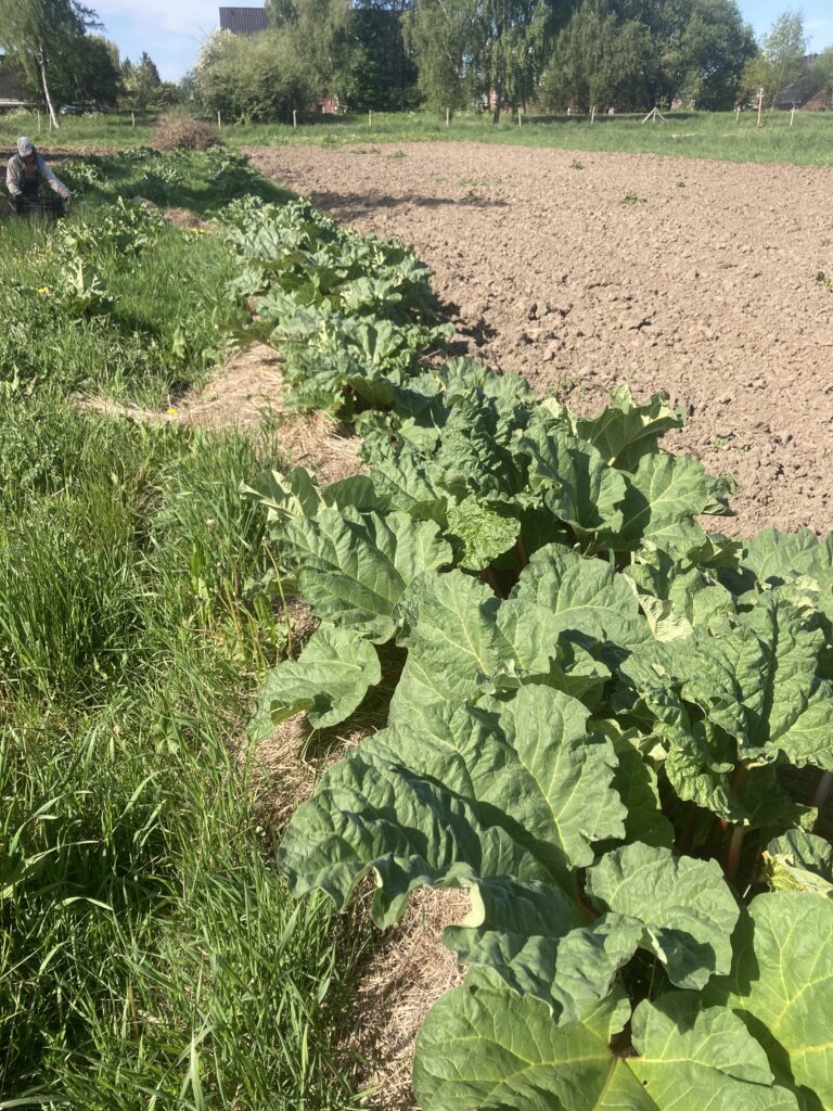 eine erdige Ackerfläche, im Hintergrund grüne Wiese und Bäume, ein Weidezaun; am Rand des Ackers eine Reihe Rhabarberpflanzen, man sieht nur die grünen Blätter