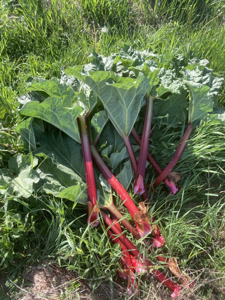 eine Handvoll Rhabarber, geschnitten, mit Blättern, offenbar frisch, liegt auf Wiese