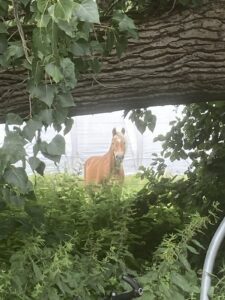 Blick unter einem querliegendem, den oberen Teil des Bildes ausfüllenden Baumstamm hindurch auf ein braunes Pferd, das den Betrachter ansieht