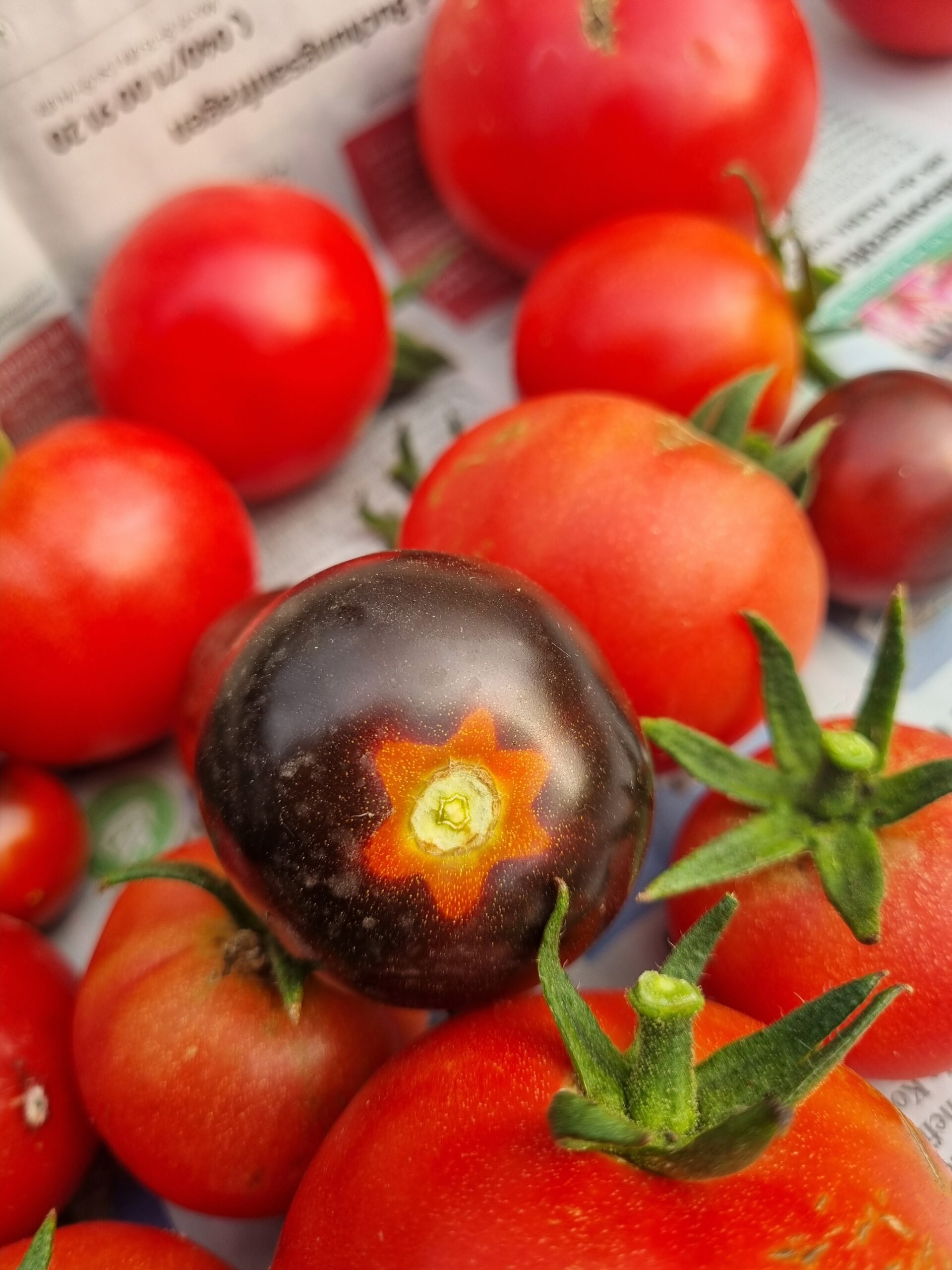 Nahaufnahme von einer Handvoll Tomaten auf einer Zeitung. Eine Tomate in der Bildmitte hat eine dunkelrote, fast schwarze Färbung, der Bereich um den Stilansatz ist sternförmig rot