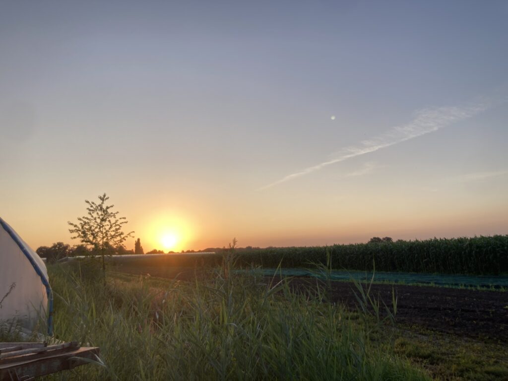 über einer noch dunklen Ackerfläche geht die Sonne auf, im Vordergrund Gräser und ein angeschnittenes Gewächshaus
