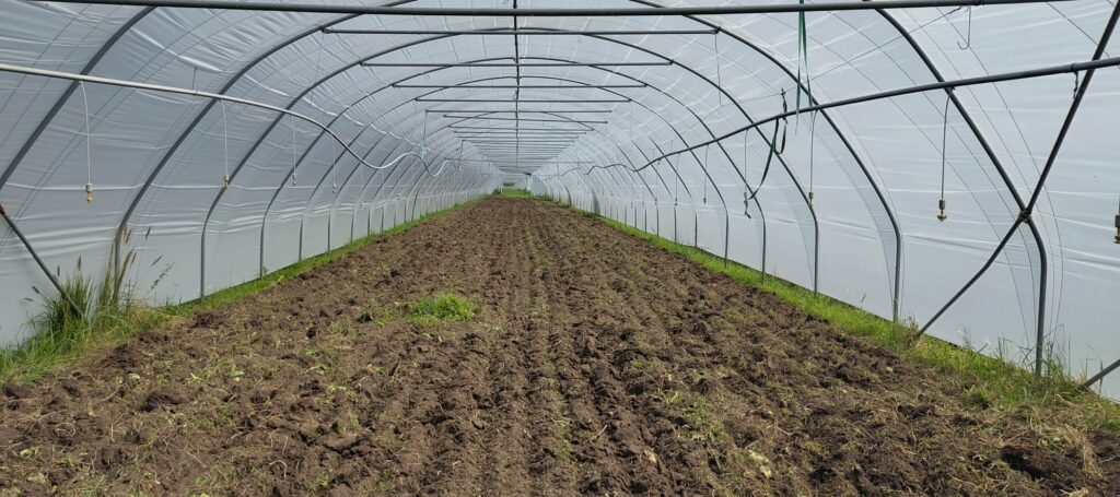 Innenansicht eines Folientunnels, unten die nackte Erde