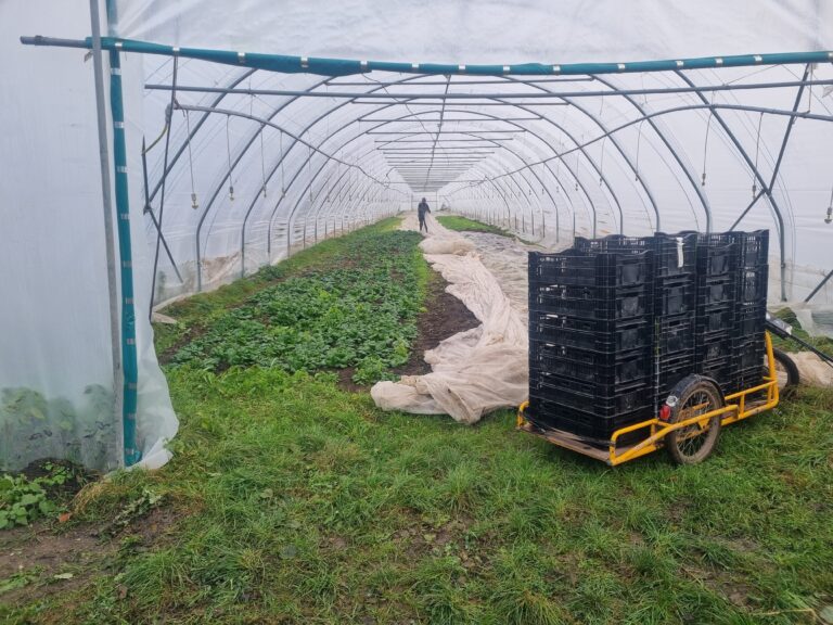 Blick in einen Folientunnel, der Eingang ist hocgerollt. Im Vordergrund ein Schubkarren mit hochgestapelten schwarzen Transportkisten. Im Tunnel links grüne, niedrige Pflanzen, rechts aufgerollte Folie, eine Person rollt offenbar gerade auf