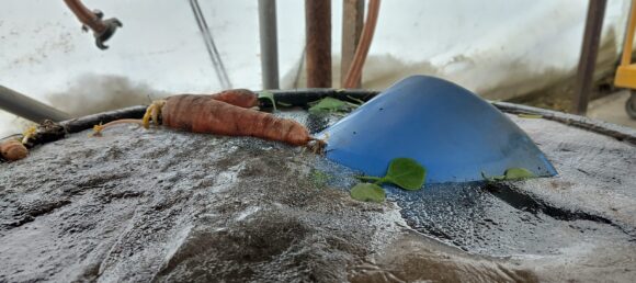 Nahaufnahme einer eingefrorenen Regentonne, im Eis sind eine blaue Plastikschauen und eine Möhre eingefroren